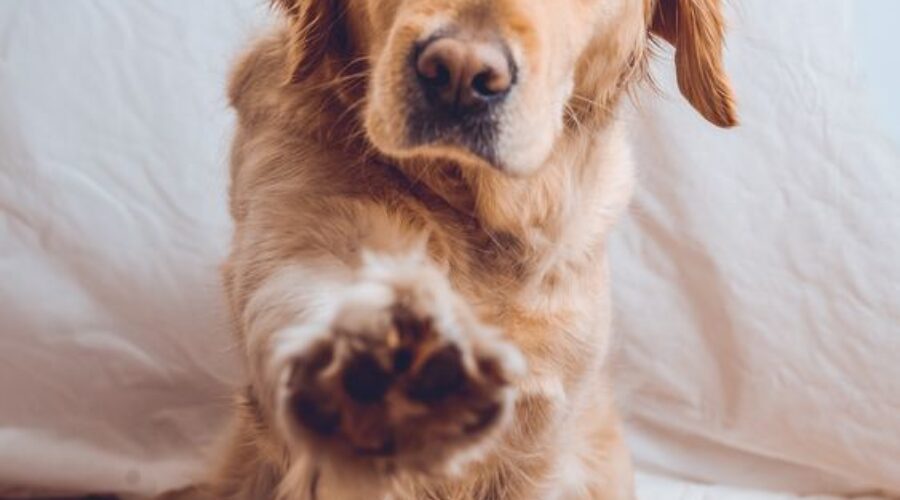 ¡Pilas con esto! Los 10 errores más comunes al educar a tu peludo (y cómo darles la vuelta)