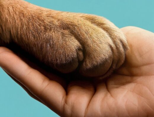 apoyo mascotas parche peludo