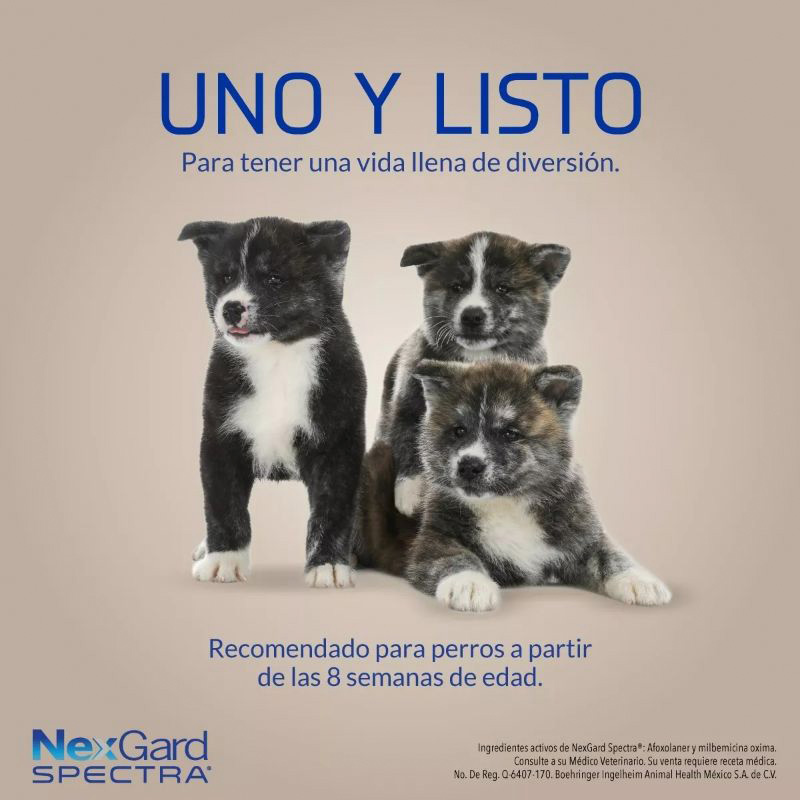 NexGard Spectra Antipulgas para Perros de 2 a 3.5 kg 4 Empaque NexGard Spectra Antipulgas para Perros de 2 a 3.5 kg de 2 - 3.5 kg