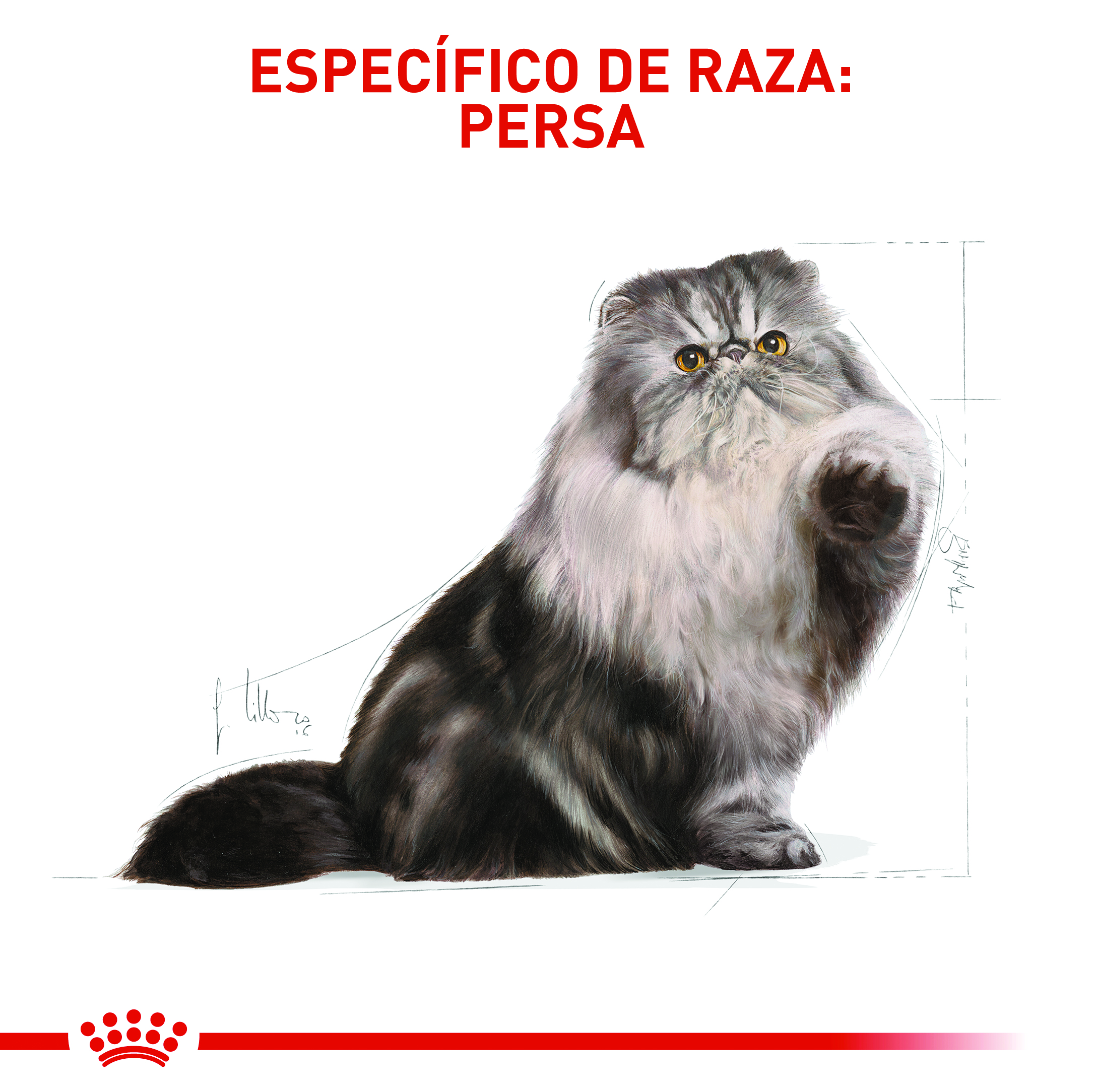 Royal Canin Persian Adult 4 Empaque Royal Canin Persian Adult de 2 kg