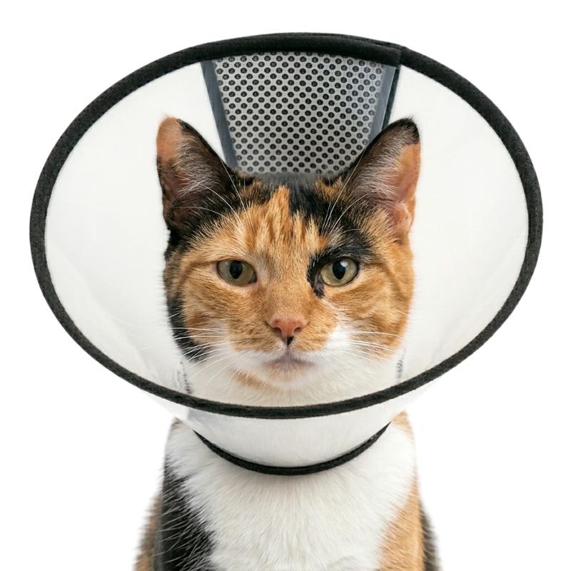 Collar Isabelino Ajustable Transparente Paw Day 2 Empaque Collar Isabelino Ajustable Transparente Paw Day de xs