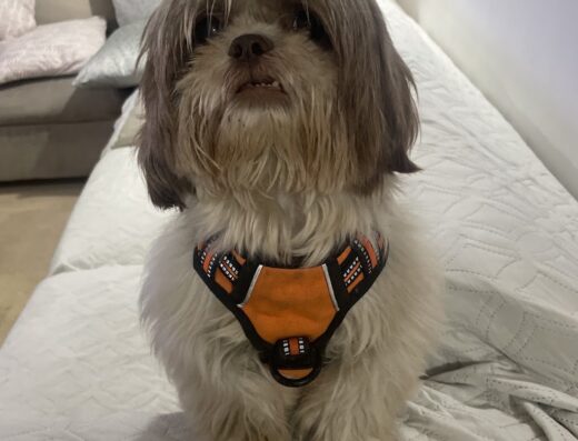 ABC CANINO