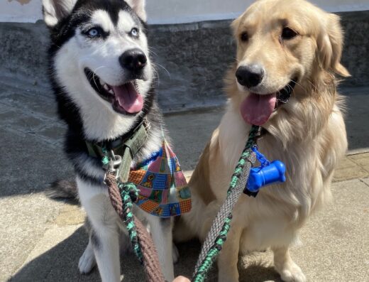 Animal Connection