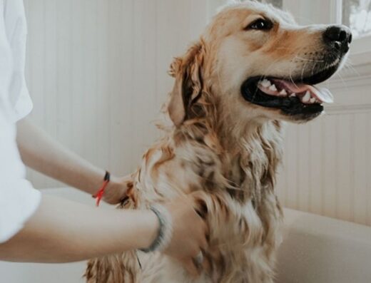 Barking School Dog – Centro de Educación Canino