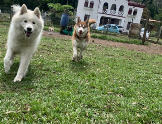 Campus Balance Dogs