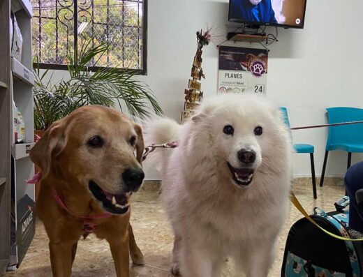 Canes & Compañía – Medicina Veterinaria
