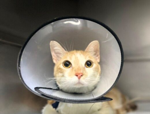 CatDog Hospital Veterinario