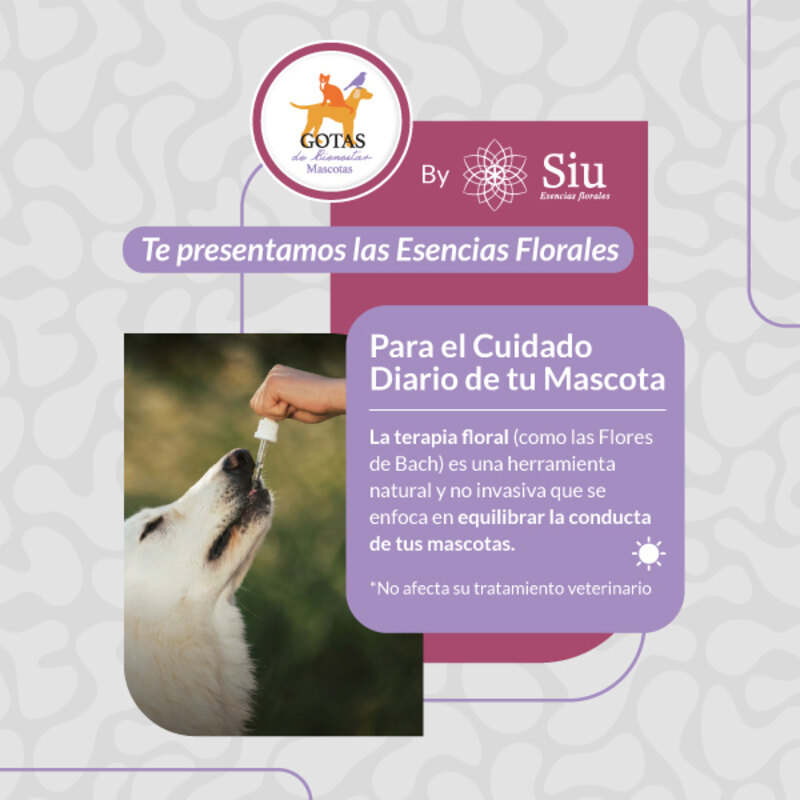 Siu Esencia Floral Aprendizaje y Conducta (Gotero 20 ml) 3 Empaque Siu Esencia Floral Aprendizaje y Conducta (Gotero 20 ml) de 20 ml mililitro