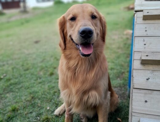 Centro canino Pinoverde