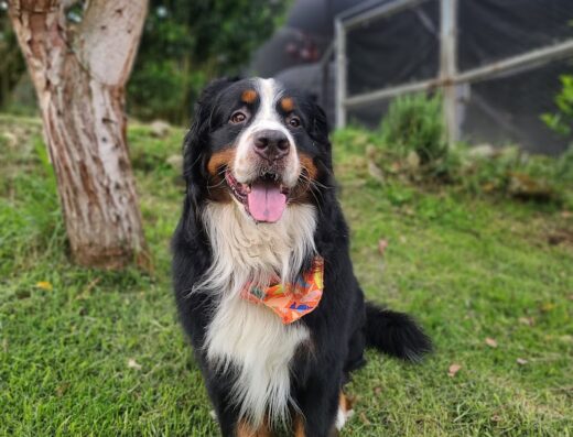 Centro Canino Sol Rojo