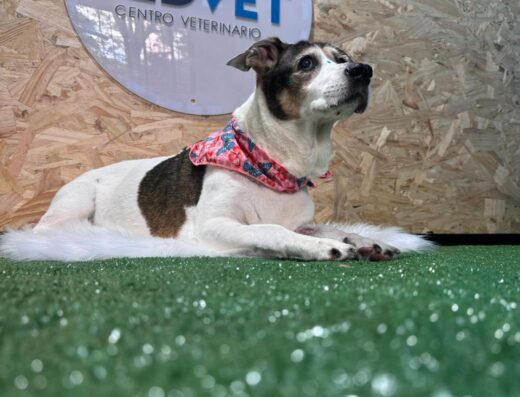Centro Veterinario Medvet