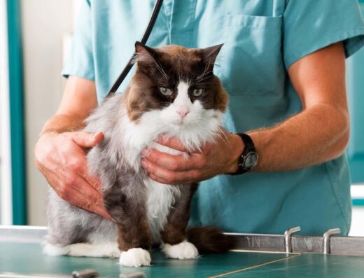 Centro Veterinario Salud Animal