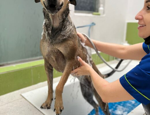 CIMEVET CLÍNICA VETERINARIA