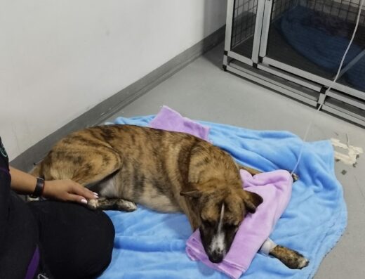Clínica Veterinaria Amigo FIel