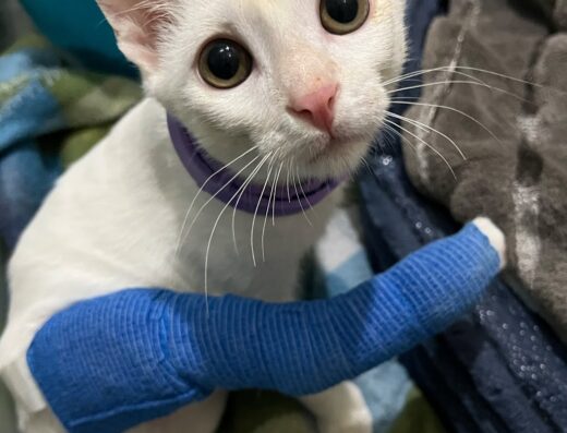 Clínica Veterinaria Aquavet