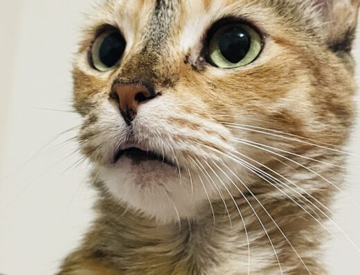 Clínica Veterinaria Sevilla