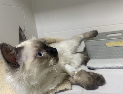 Clínica Veterinaria Sevilla