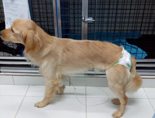Clínica Veterinaria Terranova