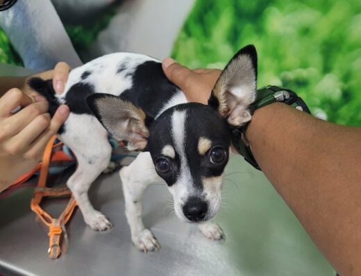 Clínica Veterinaria y Pet Market Finca Urbana