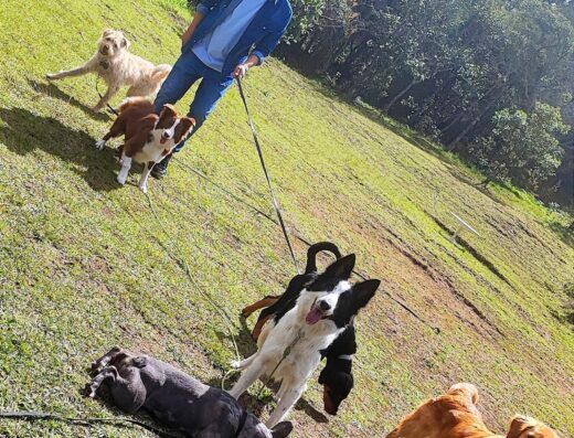 Club Canino Antioquia