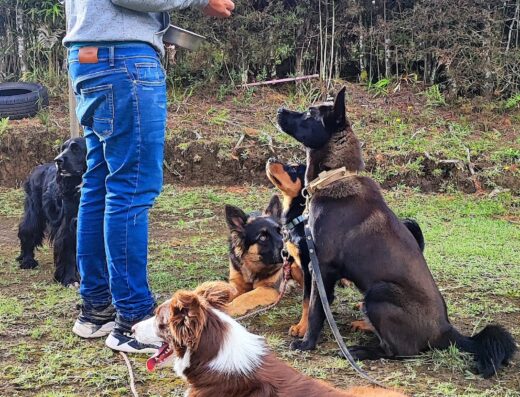 Club Canino Antioquia