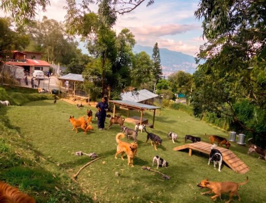 Club Del Canino