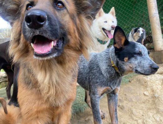 Club Del Canino