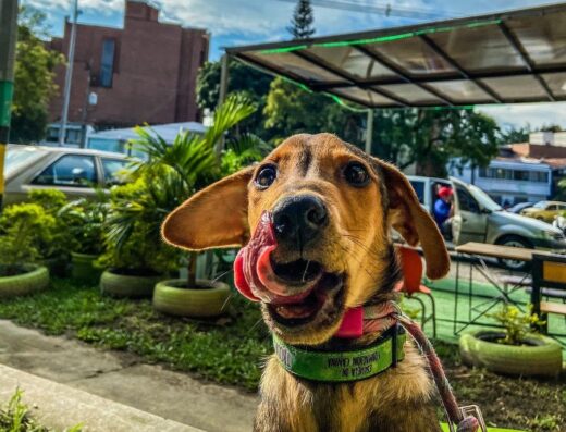Club Family Dogs / El Profe De Los Perros