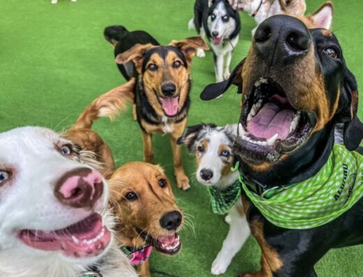 Club Family Dogs / El Profe De Los Perros