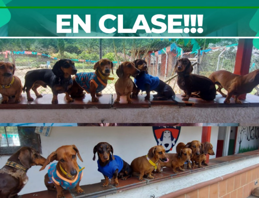 Colegio Canino Nawa