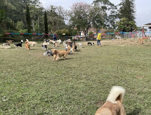 Colegio Canino Nawa