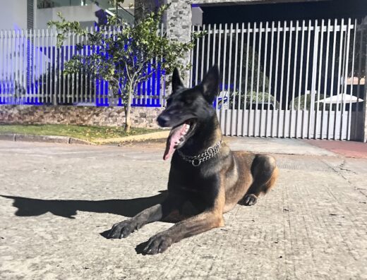 Colina Canine Center