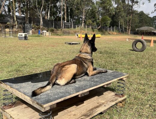 Colina Canine Center