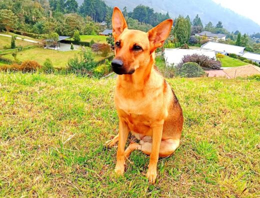 Cultura Canina Medellín
