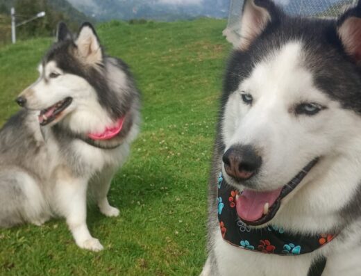 Cultura Canina Medellín