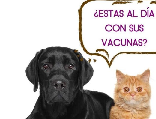 DoctorVet Clínica Veterinaria 24 Horas