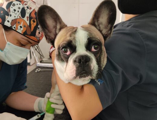 DoctorVet Clínica Veterinaria 24 Horas
