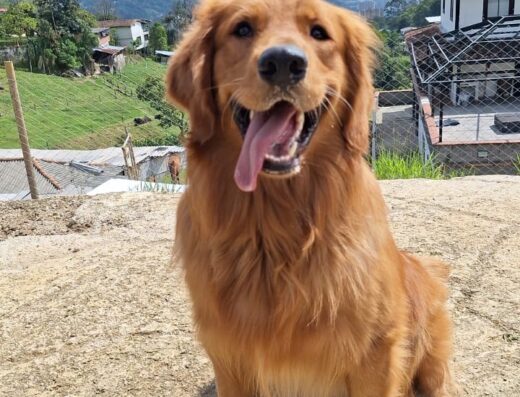 DOG’S PARADISE ACADEMY & RESORT