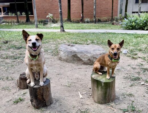 Easy Dog Educación Canina