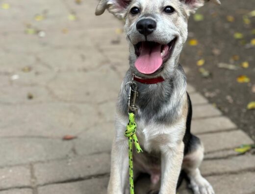 Easy Dog Educación Canina