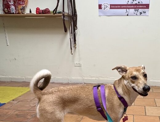 Easy Dog Educación Canina