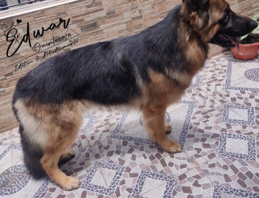 Edwar.canino