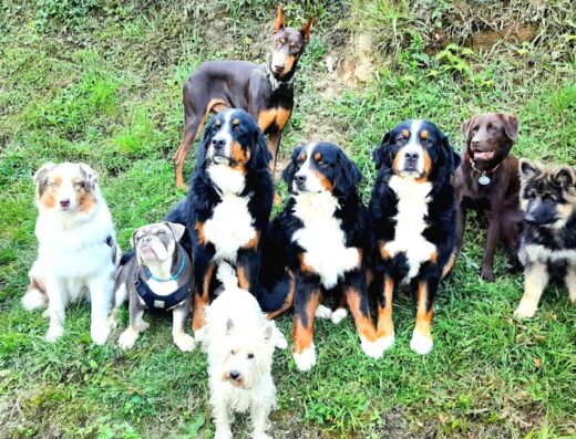 Entrenamiento Canino