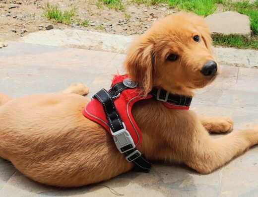 Entrenamiento Canino
