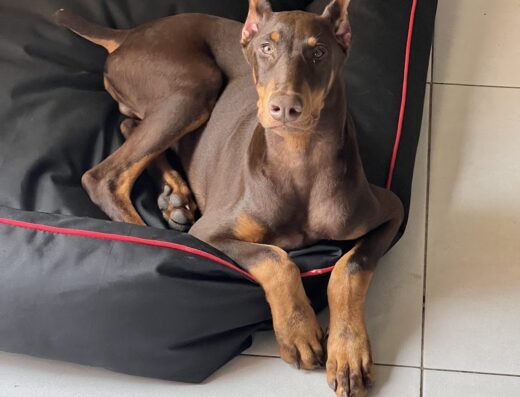 Hospital Integral Vet