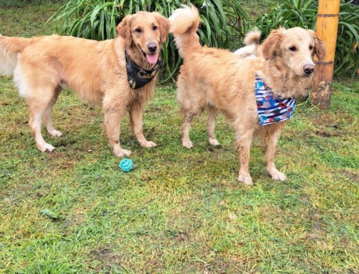Hotel club canino campestre
