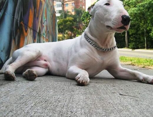 IsaacGonzalezK9