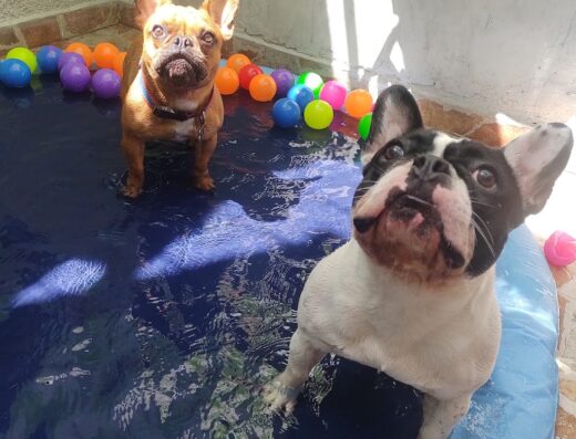Las Nanas Guarderia Canina