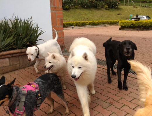 Perronalidad Hotel Canino