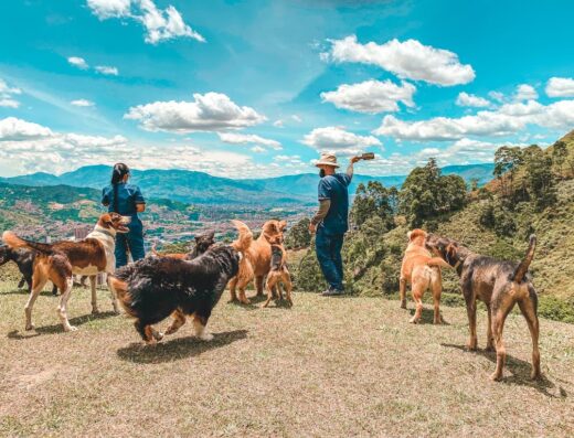 Perronalidad Hotel Canino